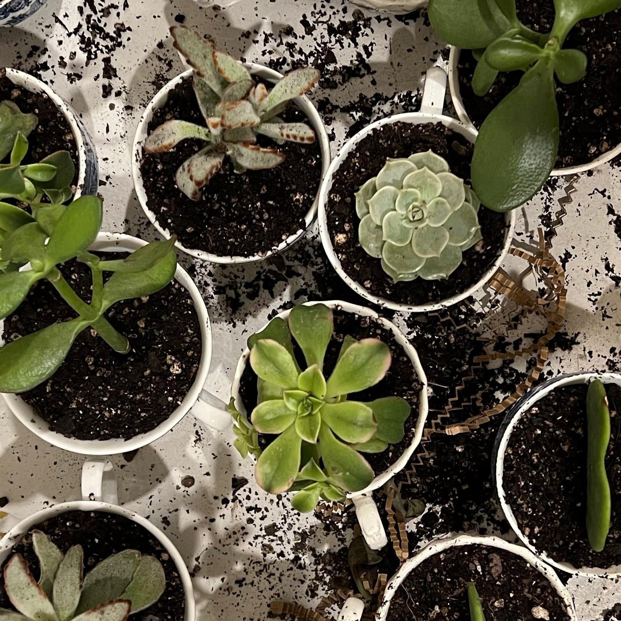 Blue & White | Planter | Various - The Brooklyn Teacup