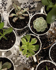 Blue & White | Planter | Various - The Brooklyn Teacup