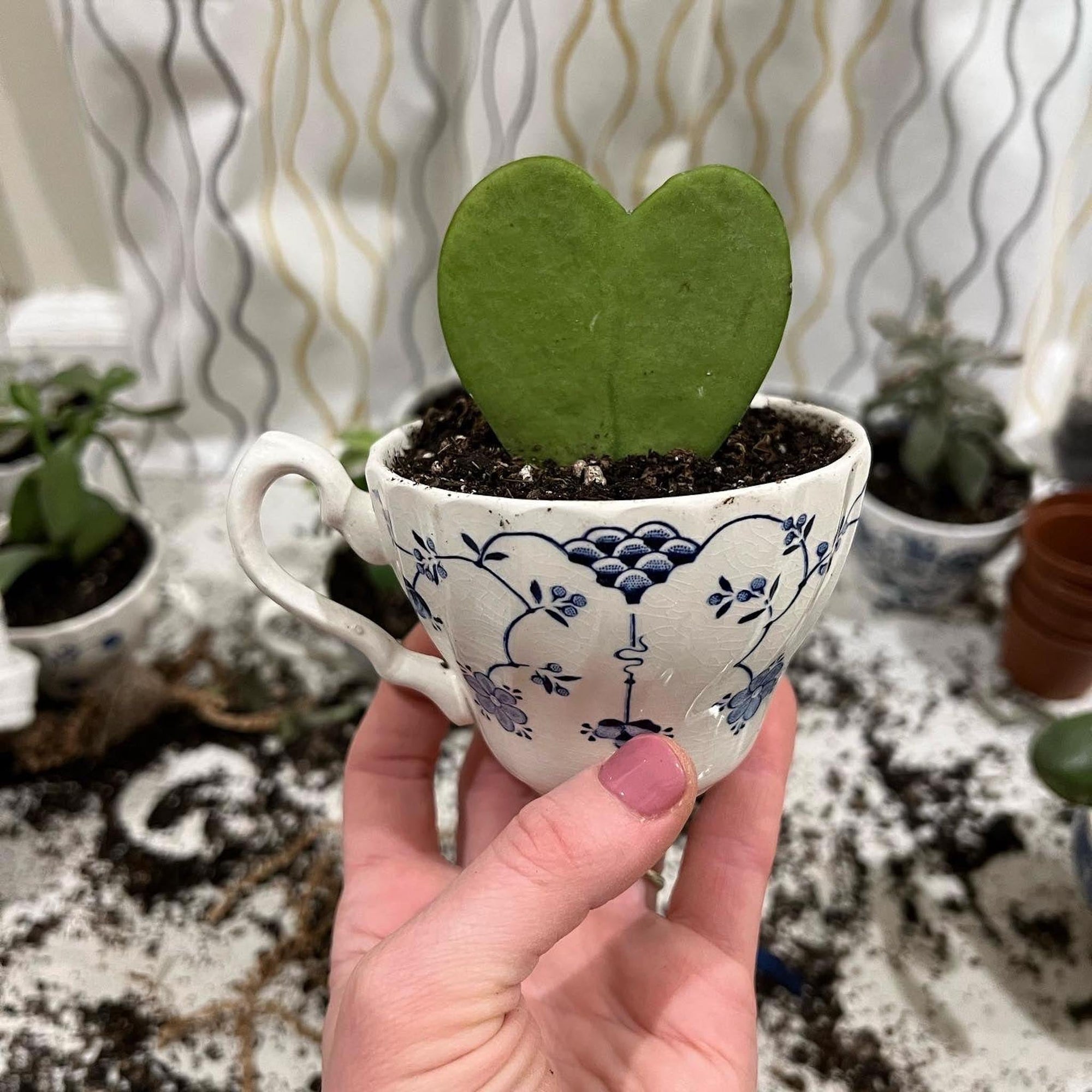 Blue & White | Planter | Various - The Brooklyn Teacup