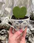 Blue & White | Planter | Various - The Brooklyn Teacup