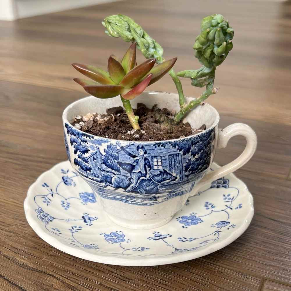Teacup Planter | Upcycled from YOUR china – The Brooklyn Teacup, image size:1000x1000