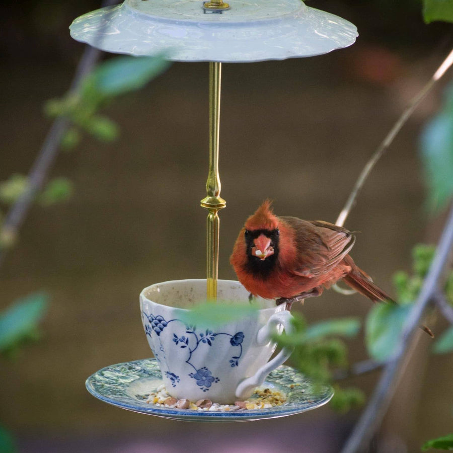 Aesop Teacup Bird Feeder | The Brooklyn Teacup - The Brooklyn Teacup