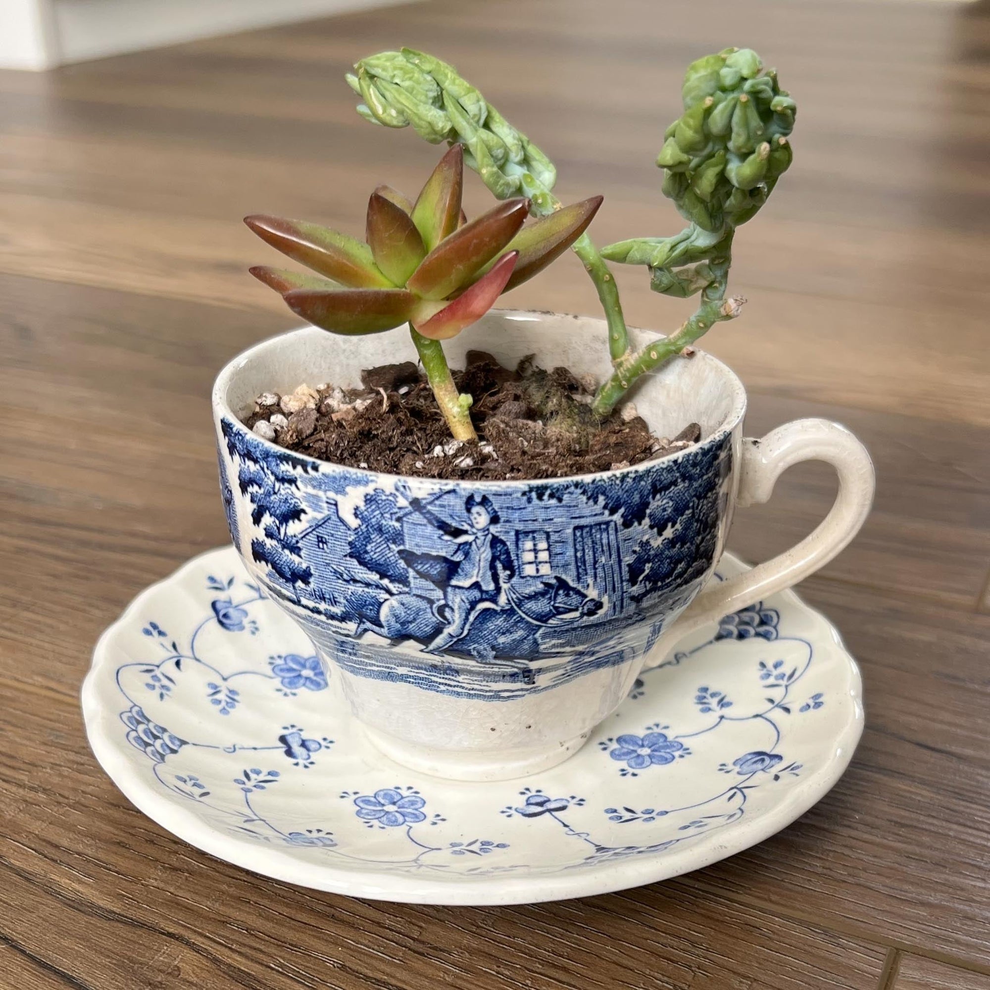 Blue &amp; White | Planter | Various - The Brooklyn Teacup